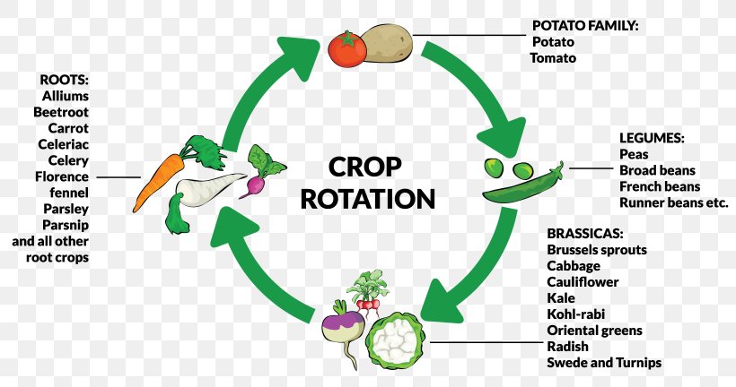 Chicory Crop Rotation Plant Root, PNG, 1640x864px, Chicory, Agriculture, Area, Bean, Brand Download Free