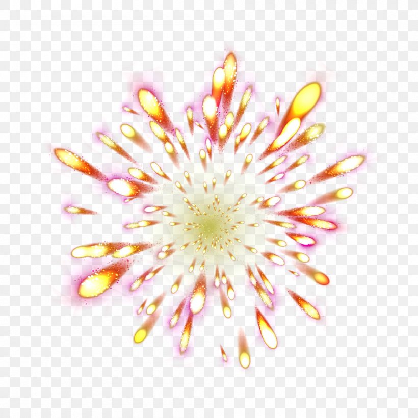 Chrysanthemum Flower Petal Close-up, PNG, 1000x1000px, Chrysanthemum, Blossom, Chrysanths, Closeup, Dahlia Download Free
