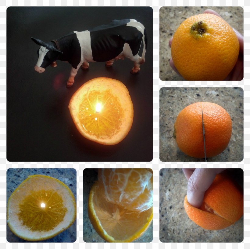 Clémentine M. Idea Citrus × Deliciosa Being Cricut, PNG, 1600x1600px, Idea, Being, Candle, Child, Citrus Download Free