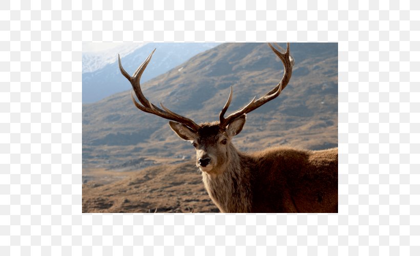 Elk Red Deer Antler White-tailed Deer, PNG, 500x500px, Elk, Animal, Animal Sauvage, Antler, Deer Download Free