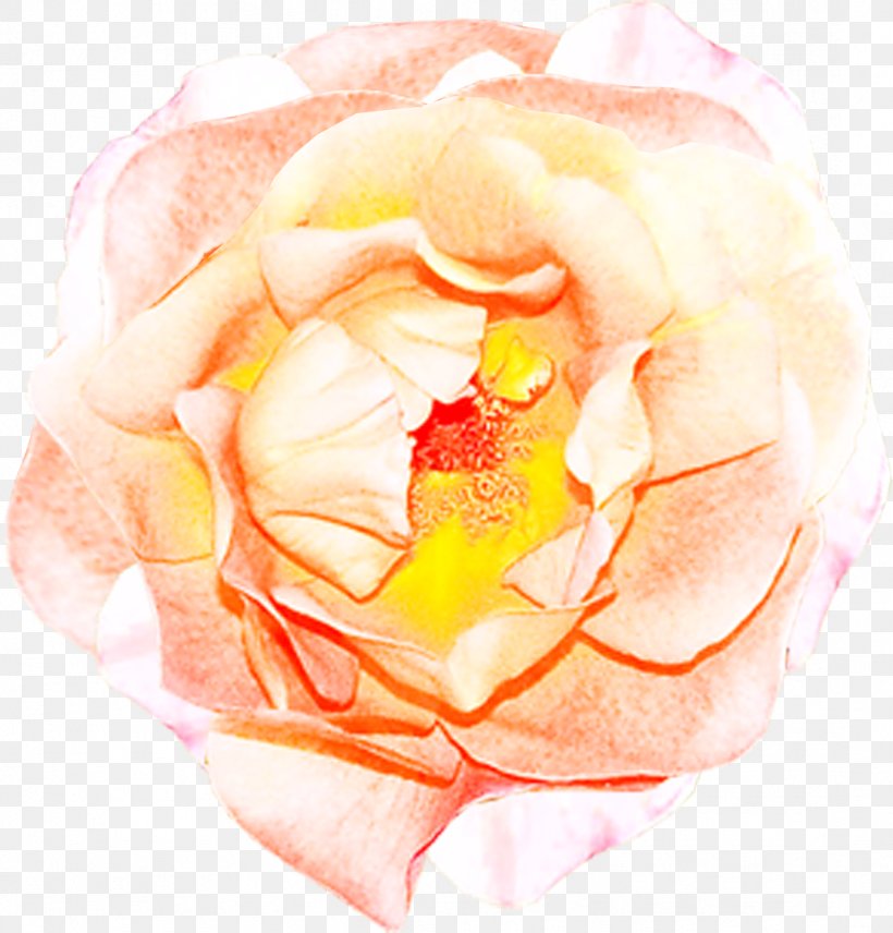 Garden Roses Cut Flowers Petal, PNG, 1087x1136px, Garden Roses, Closeup, Cut Flowers, Flavor, Flower Download Free