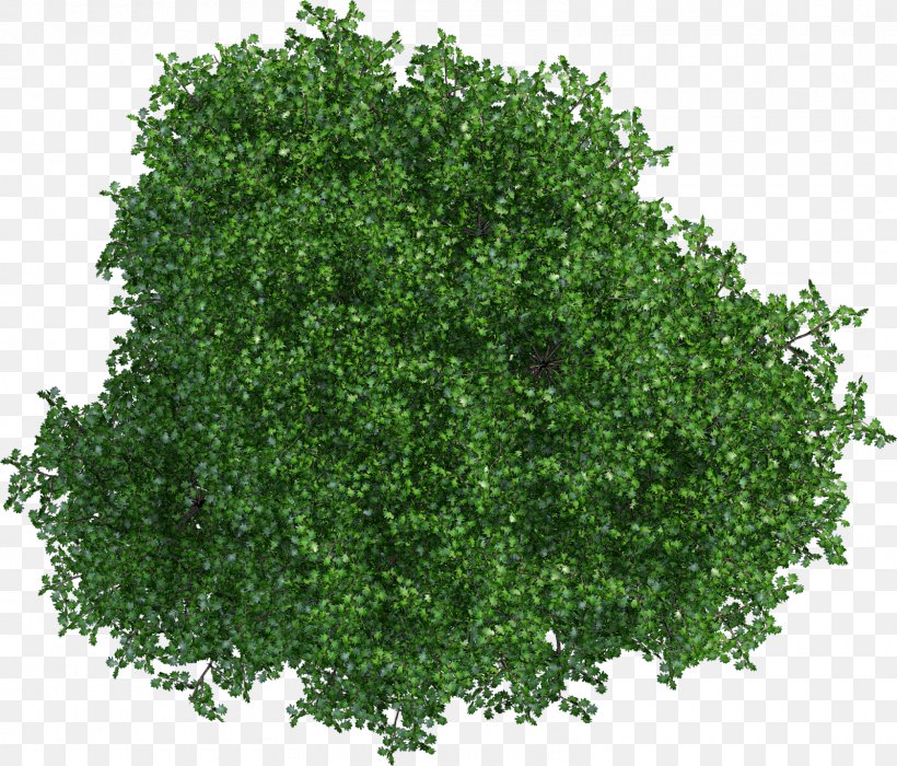 Oak Tree Leaf, PNG, 1600x1366px, Tree, Annual Plant, Cartoon, Flower, Flowering Plant Download Free