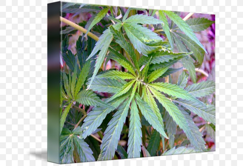 Garden Rhubarb Photography Image Leaf Plants, PNG, 650x560px, Garden Rhubarb, Bud, Can Stock Photo, Cannabis, Hemp Download Free