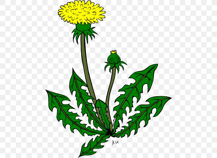 Common Dandelion Clip Art, PNG, 480x599px, Common Dandelion, Artwork, Bud, Chrysanths, Cut Flowers Download Free