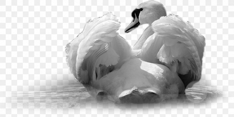 Cygnini Duck Beak Feather, PNG, 1200x601px, Cygnini, Beak, Bird, Black And White, Duck Download Free