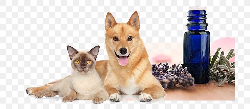 Dog Cat Puppy Pet Essential Oil, PNG, 720x358px, Dog, Aromatherapy, Carnivoran, Cat, Cats Dogs Download Free