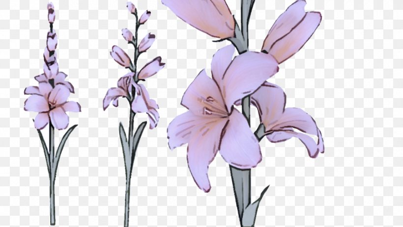 Flowering Plant Flower Plant Lilac Gladiolus, PNG, 900x509px, Flowering Plant, Cut Flowers, Flower, Gladiolus, Iris Download Free