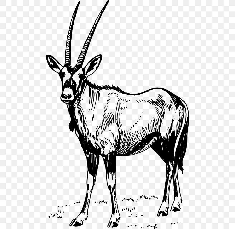 Gemsbok Waterbuck Antelope Gazelle Clip Art, PNG, 502x800px, Gemsbok, Animal,  Antelope, Arabian Oryx, Black And White