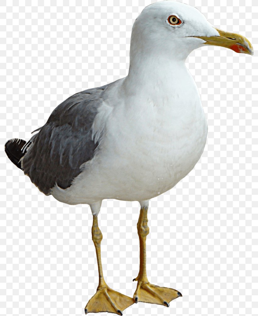 Gulls Bird, PNG, 793x1006px, Gulls, Beak, Bird, Charadriiformes, Display Resolution Download Free