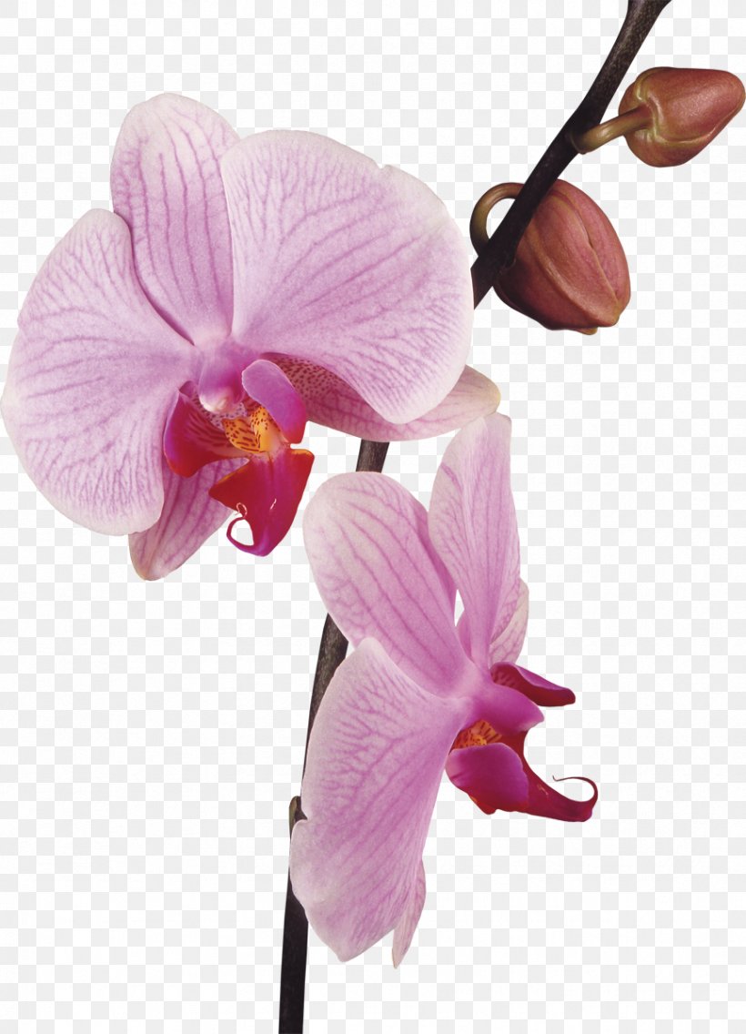 Orchids Flower Stock Photography Clip Art, PNG, 866x1200px, Orchids, Cut Flowers, Flower, Flowering Plant, Fundal Download Free