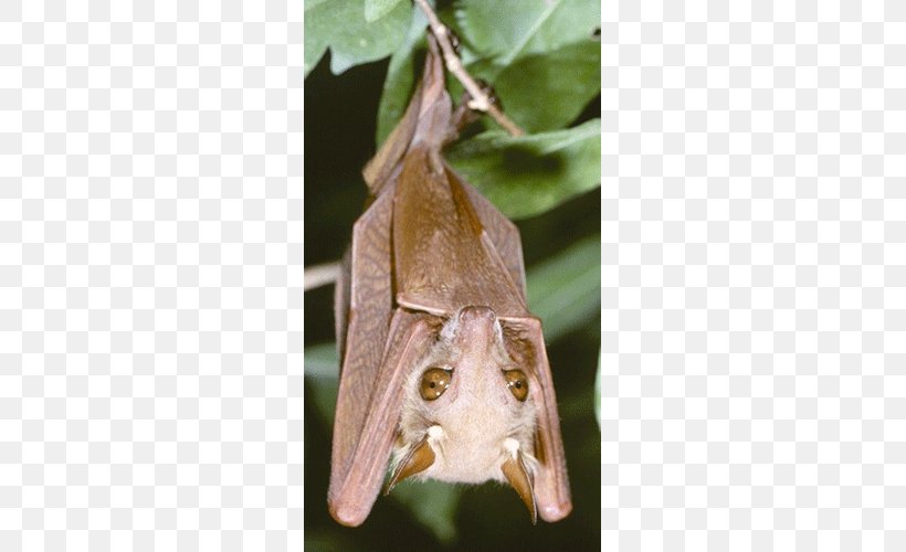 Veldkamp's Dwarf Epauletted Fruit Bat Gambian Epauletted Fruit Bat Peters' Dwarf Epauletted Fruit Bat Megabat Wahlberg's Epauletted Fruit Bat, PNG, 500x500px, Megabat, Animal, Bat, Insect, Moth Download Free