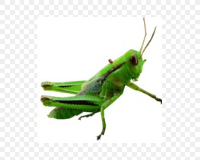 Video Clip Art, PNG, 739x654px, Video, Arthropod, Cricket, Cricket Like Insect, Drawing Download Free