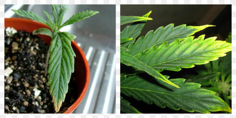 Cannabis Hemp Leaf, PNG, 3000x1500px, Cannabis, Hemp, Hemp Family, Leaf, Plant Download Free