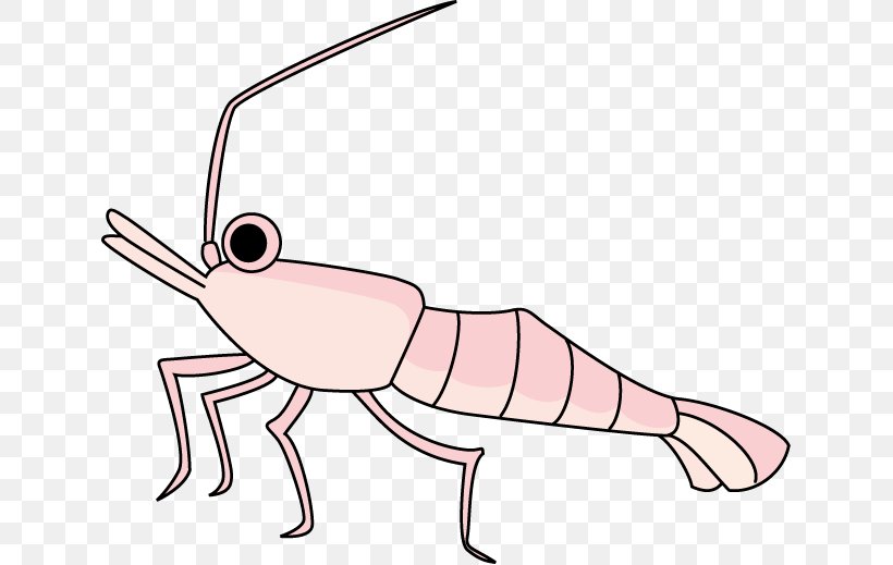 Crab Shrimp Paratya Compressa Clip Art, PNG, 633x519px, Crab, Amano Shrimp, Animal, Arm, Artwork Download Free