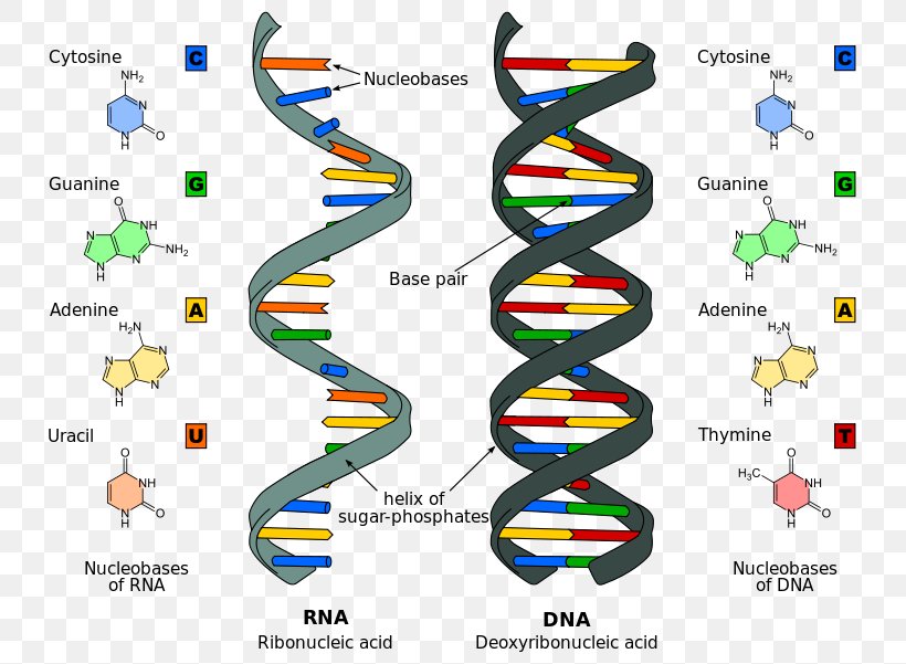 Nucleic Acid Structure RNA DNA, PNG, 751x601px, Nucleic Acid, Acid, Area, Biology, Biomolecule Download Free