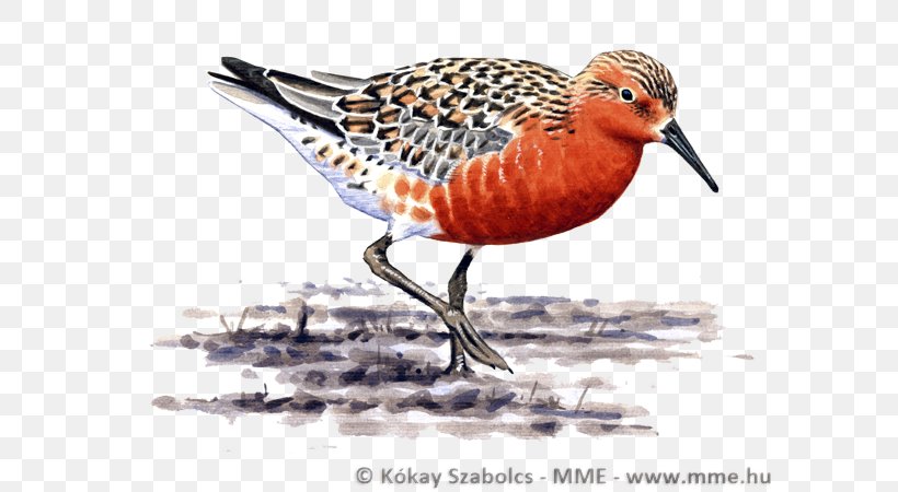 Water Cartoon, PNG, 600x450px, Sandpiper, Beak, Bird, Calidrid, Charadriiformes Download Free