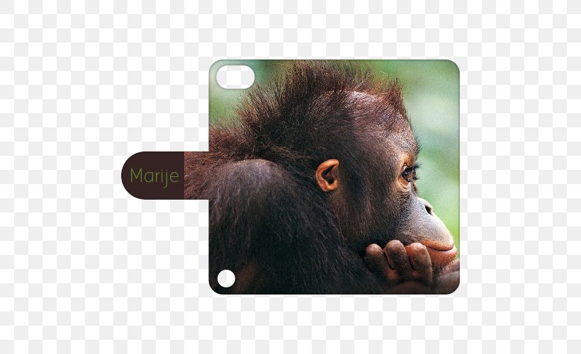 Desktop Wallpaper Image Monkey Photograph Display Resolution, PNG, 500x500px, Monkey, Animal, Common Chimpanzee, Cuteness, Display Resolution Download Free