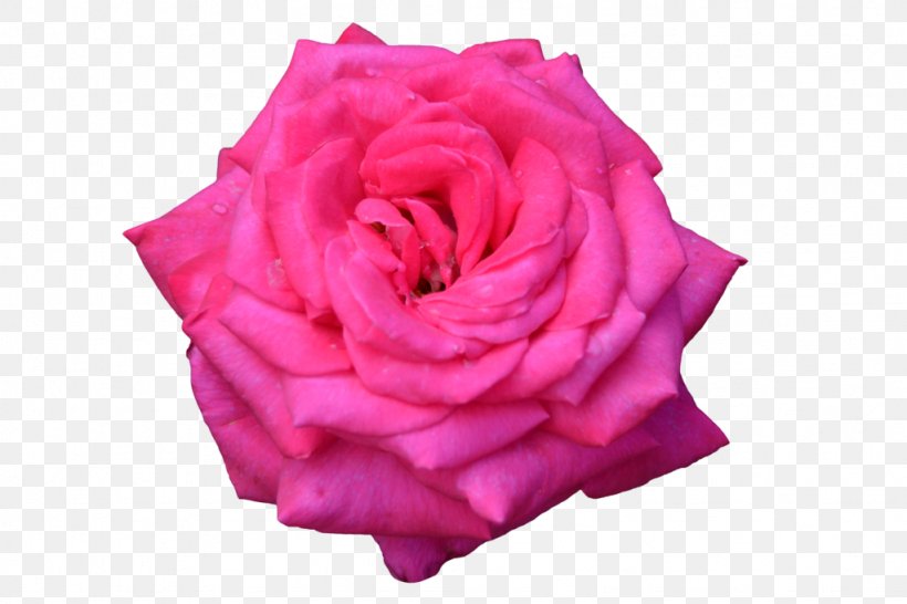 Garden Roses Cabbage Rose Flower Floribunda, PNG, 1024x683px, Garden Roses, Album, Author, Cabbage Rose, Cut Flowers Download Free