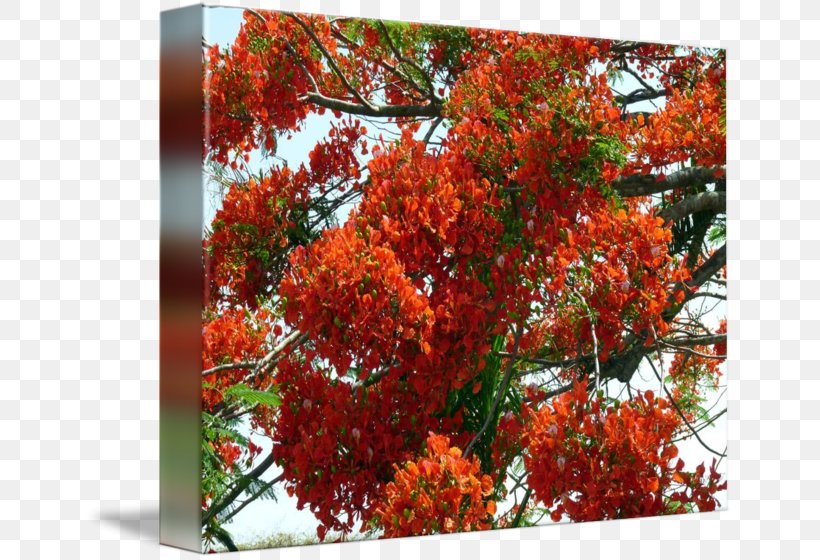 Royal Poinciana Imagekind Maple Leaf Tree Shrub, PNG, 650x560px, Royal Poinciana, Art, Autumn, Branch, Canvas Download Free
