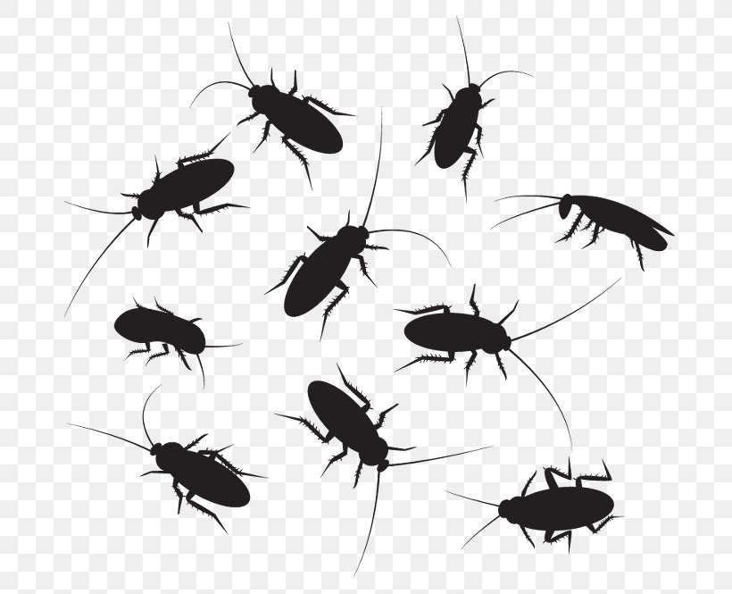 Cockroach Vector Graphics Clip Art Royalty-free Illustration, PNG, 755x665px, Cockroach, Arthropod, Beetle, Black And White, Fly Download Free