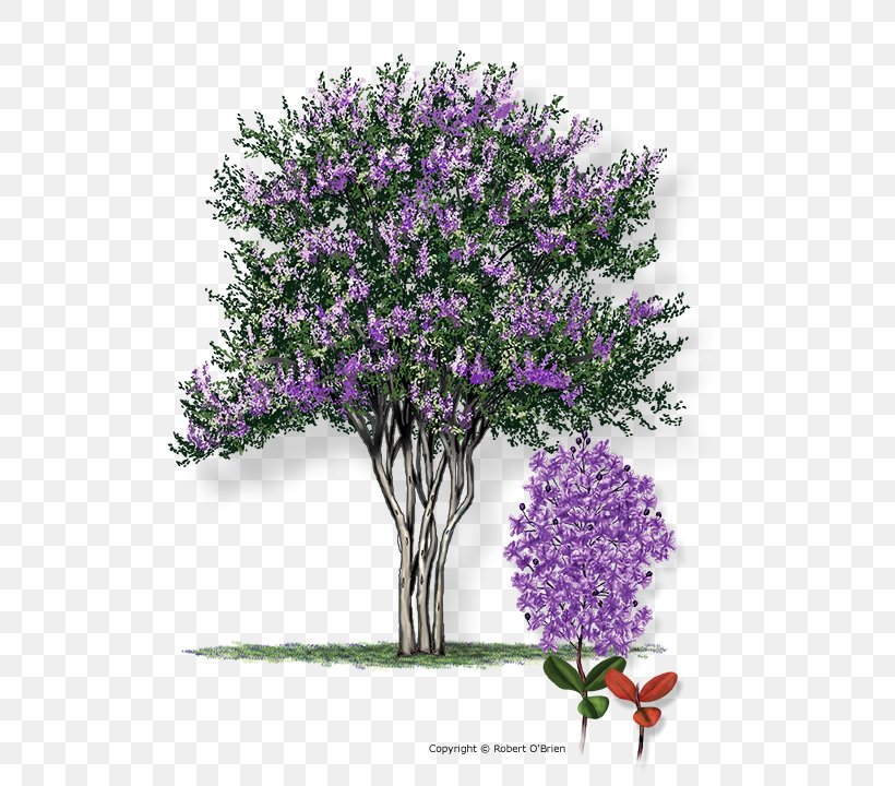 Crepe-myrtle Texas Tree Shrub, PNG, 608x720px, Crepemyrtle, Arborist, Branch, Crepe Myrtle, Cut Flowers Download Free