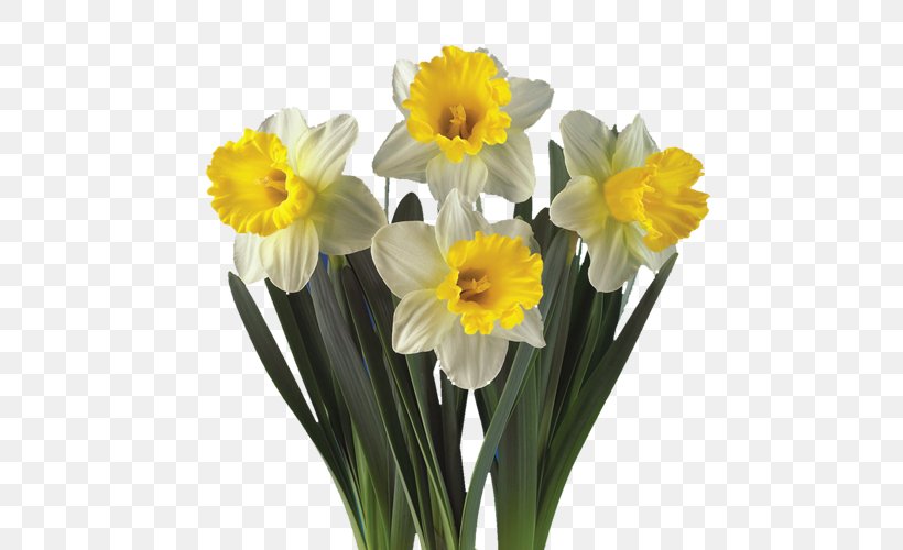 Daffodil Artikel Plant Hyacinth Cut Flowers, PNG, 500x500px, Daffodil, Amaryllis Family, Artikel, Cut Flowers, Flower Download Free