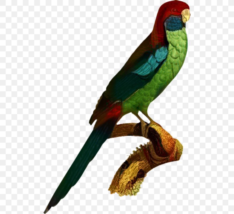 Parrot Budgerigar Cockatiel Bird Parakeet, PNG, 516x750px, Parrot, Amazon Parrot, Beak, Bird, Budgerigar Download Free