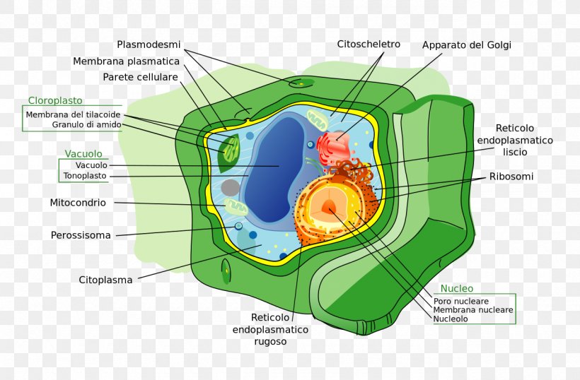 Plant Cell Cell Wall Prokaryote, PNG, 1280x841px, Plant, Cell, Cell Membrane, Cell Nucleus, Cell Wall Download Free