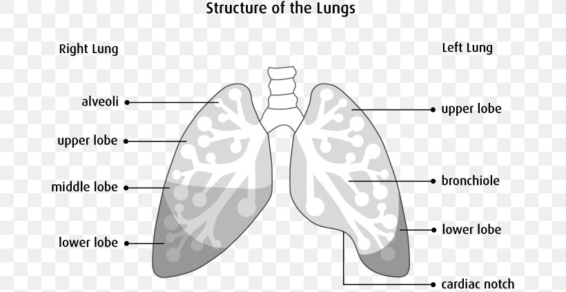 The Lungs Anatomy Physiology, PNG, 672x423px, Watercolor, Cartoon, Flower, Frame, Heart Download Free