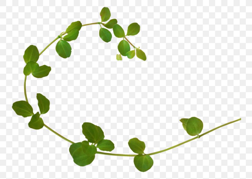 Vine Herbaceous Plant, PNG, 800x583px, Vine, Blog, Branch, Data, Digital Image Download Free