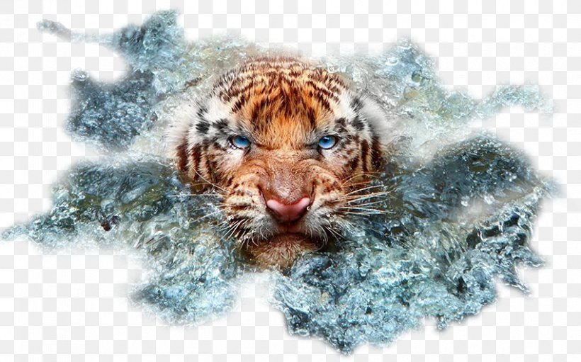Cat Wildlife Photography Bengal Tiger, PNG, 850x530px, Cat, Animal, Bengal Tiger, Big Cats, Carnivoran Download Free