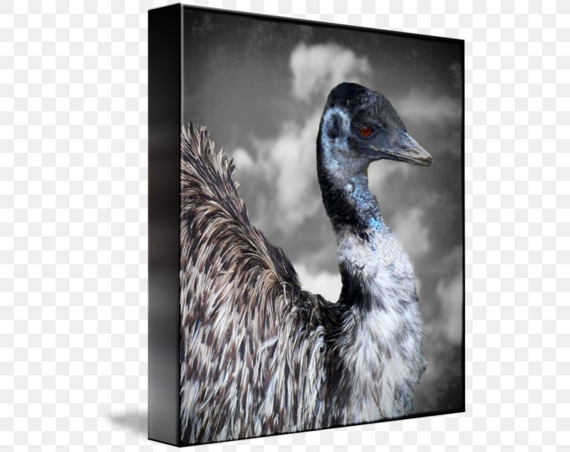 Duck Gallery Wrap Canvas Beak Art, PNG, 533x650px, Duck, Art, Beak, Bird, Canvas Download Free