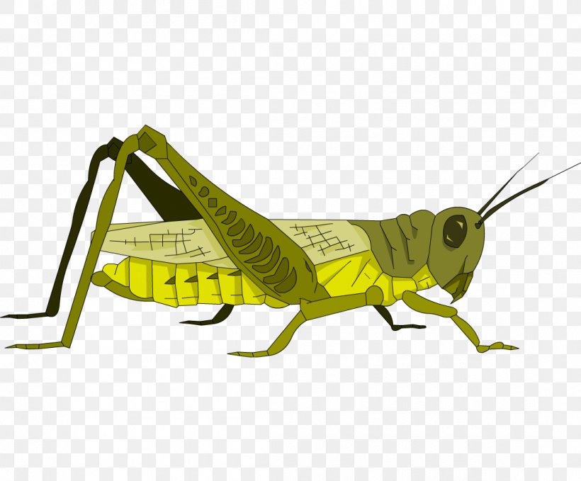 Grasshopper Locust Great Green Bush-cricket Caelifera, PNG, 1098x910px, Grasshopper, Art, Arthropod, Caelifera, Cricket Download Free