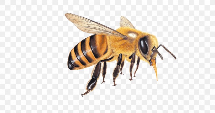 Honey Bee Hornet Queen Bee, PNG, 1006x528px, 2017, 2018, Honey Bee, Arthropod, Bee Download Free