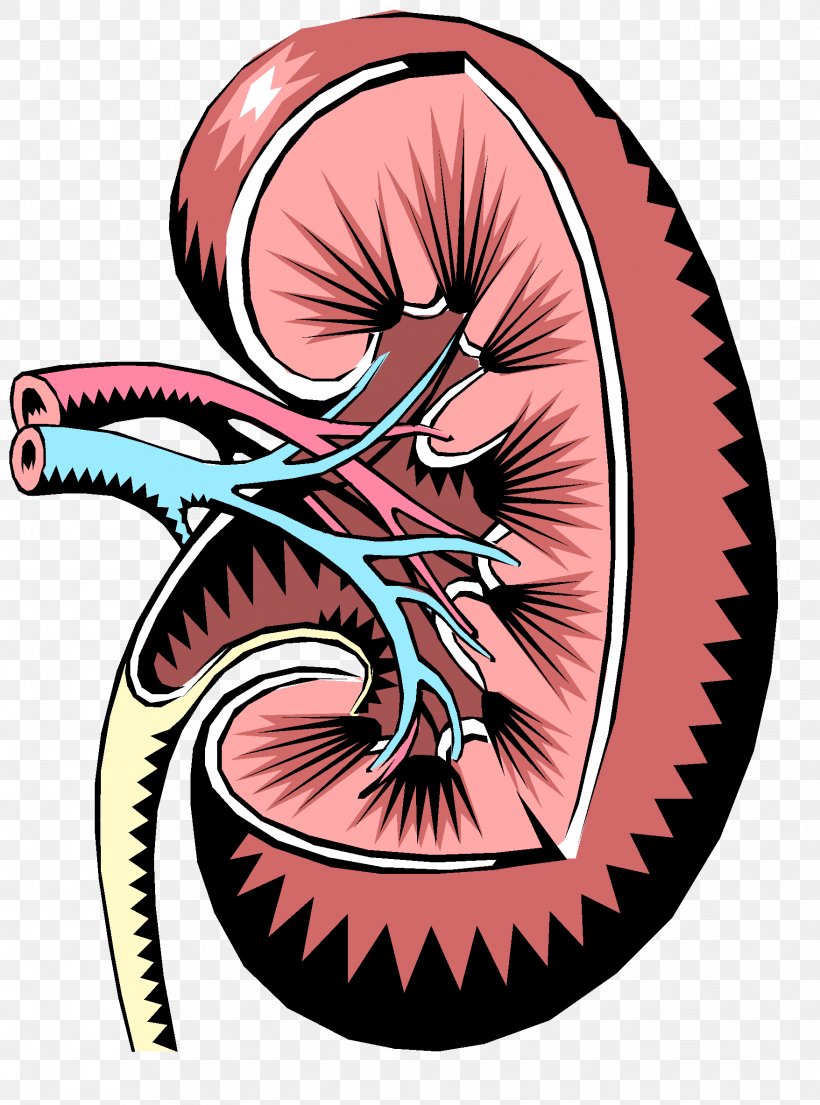 Chronic Kidney Disease Renal Function Excretory System, PNG, 1756x2367px, Watercolor, Cartoon, Flower, Frame, Heart Download Free