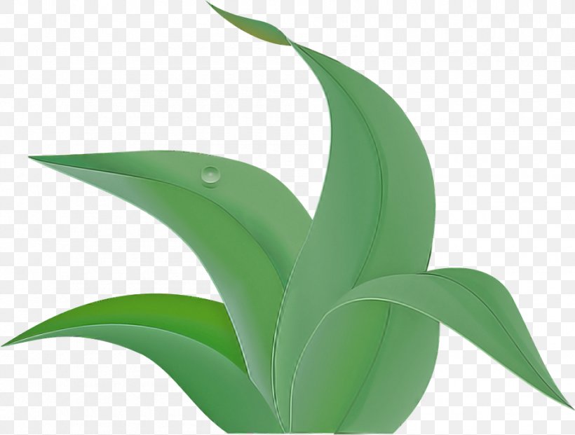 Leaf Green Plant Flower Terrestrial Plant, PNG, 950x720px, Leaf, Flower, Grass, Green, Houseplant Download Free
