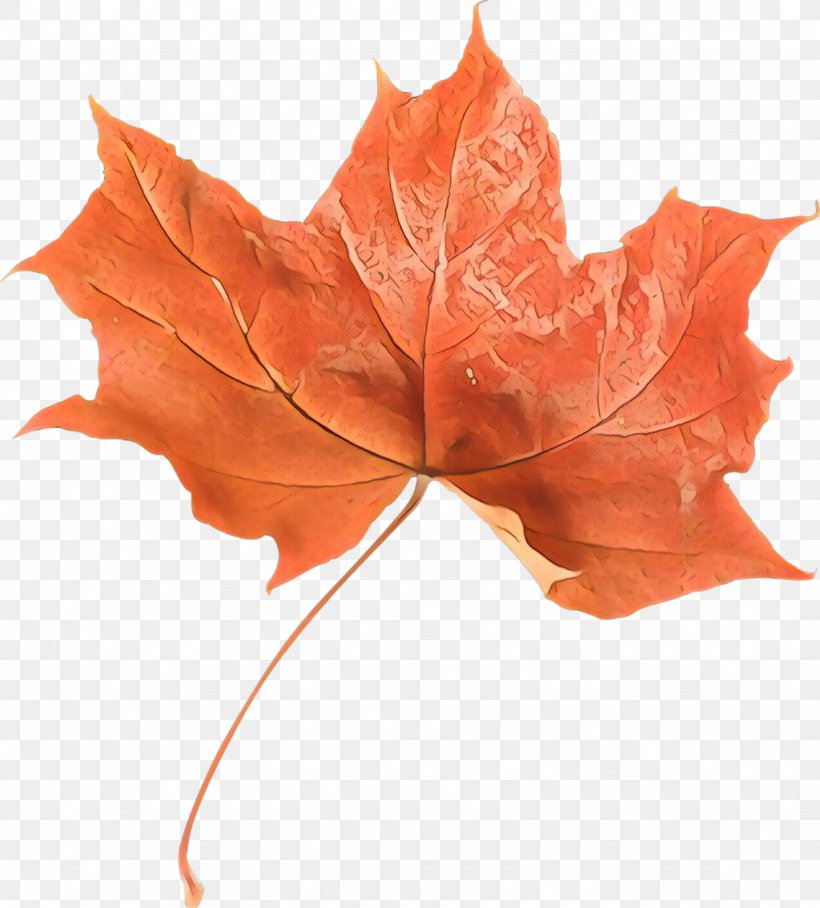 Maple Leaf, PNG, 1024x1134px, Maple Leaf, Autumn, Black Maple, Botany, Deciduous Download Free