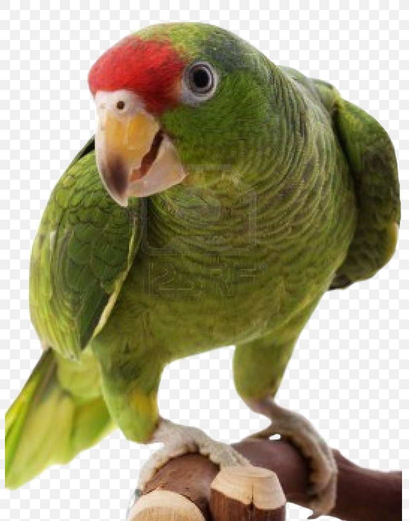 Parrot Red-crowned Amazon Bird Budgerigar, PNG, 800x1044px, Parrot, Amazon Parrot, Animal, Beak, Bird Download Free