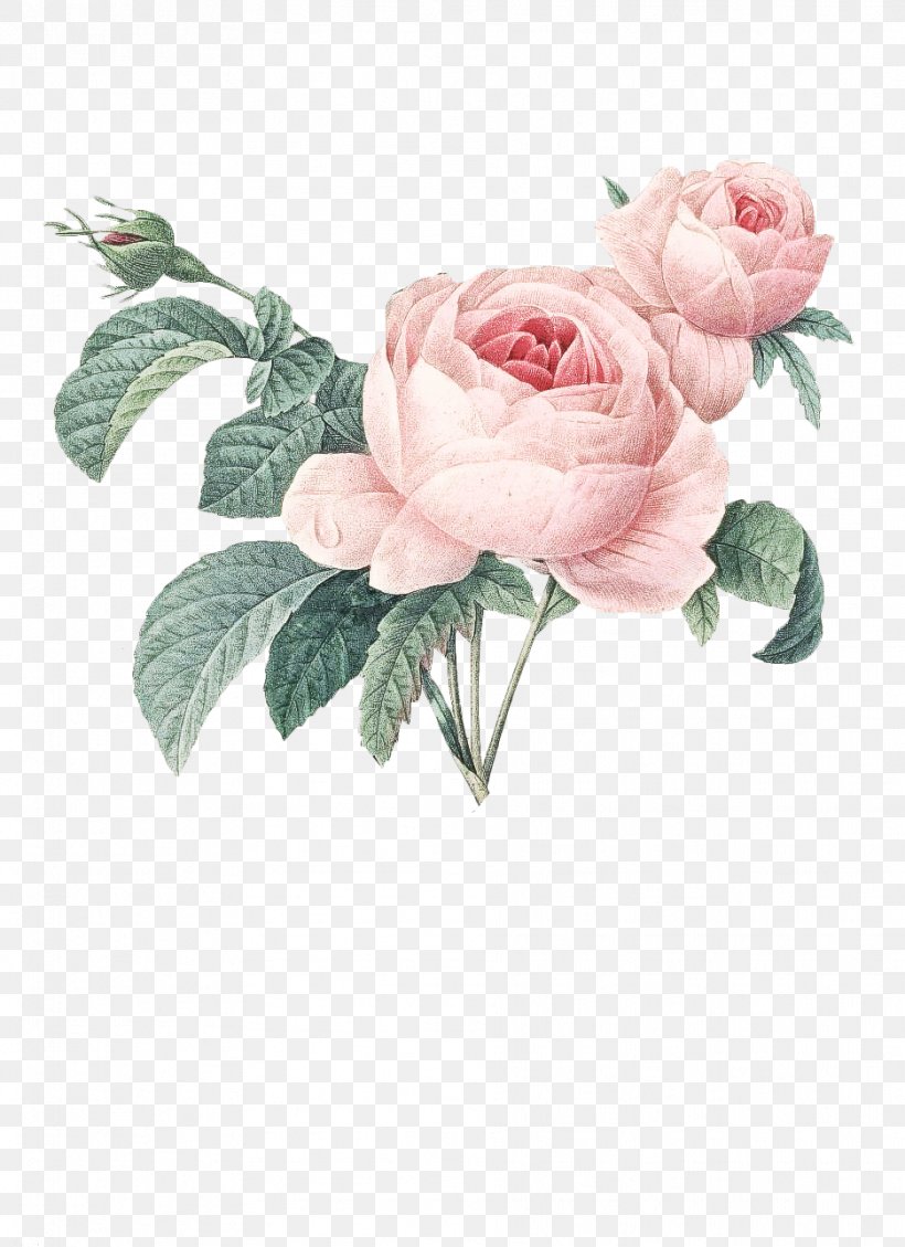 Garden Roses, PNG, 936x1289px, Flower, Cut Flowers, Floribunda, Garden Roses, Pink Download Free