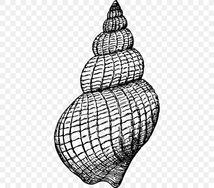 Gastropods Seashell Gastropod Shell Clip Art, PNG, 405x720px, Gastropods, Black And White, Coloring Book, Drawing, Fossil Download Free