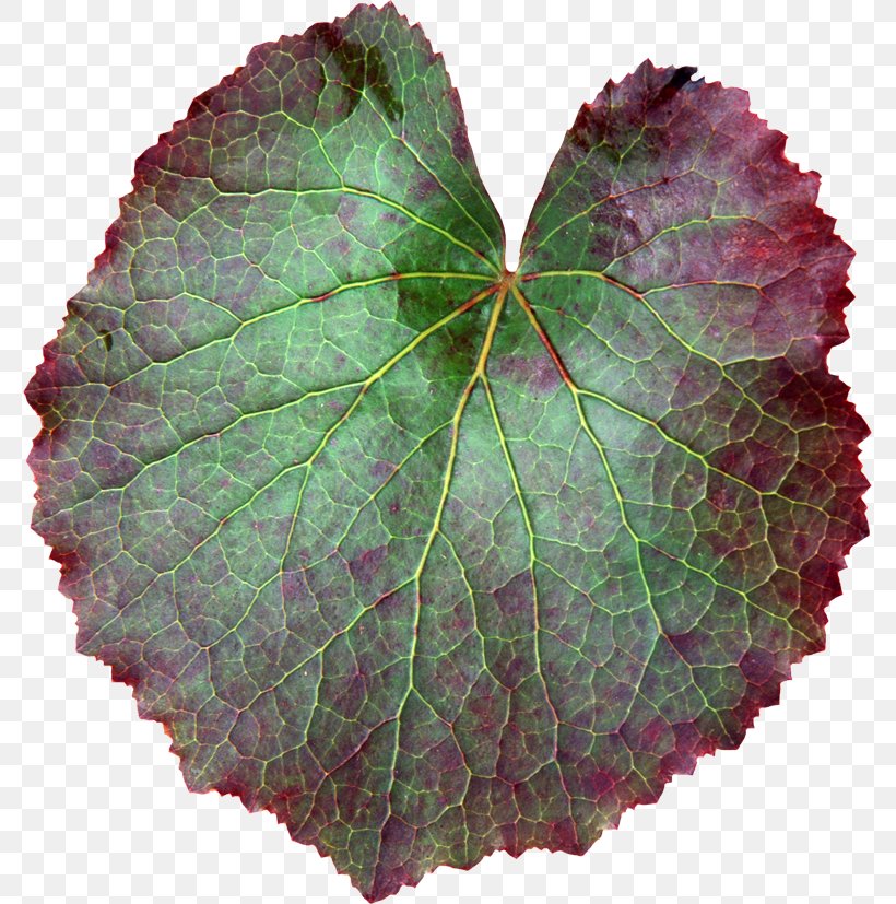 Leaf Green Raster Graphics Clip Art, PNG, 777x827px, Leaf, Digital Image, Grape Leaves, Green, Houseplant Download Free