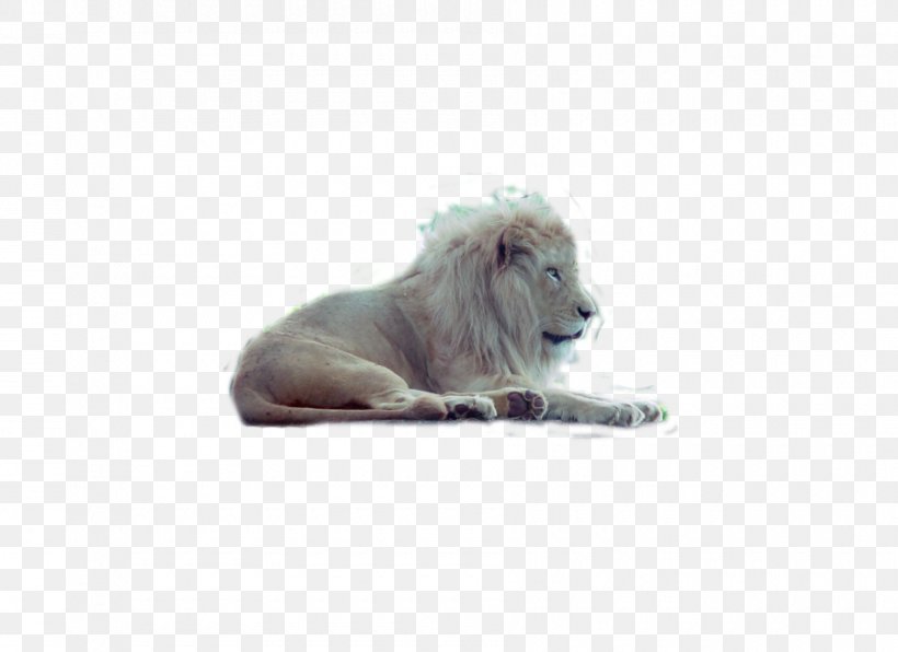Lion Big Cat Wildlife Snout, PNG, 900x655px, Lion, Animal, Big Cat, Big Cats, Carnivoran Download Free