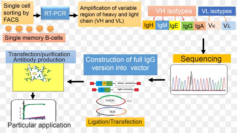 Technology Recombinant Antibodies Memory B Cell Antibody, PNG, 2026x1137px, Technology, Antibody, Antigen, Area, B Cell Download Free