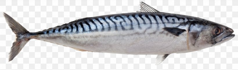 Atlantic Mackerel Pelagic Fish Atlantic Herring, PNG, 3561x1055px, Atlantic Mackerel, Alaska Pollock, Atlantic Herring, Bonito, Bony Fish Download Free