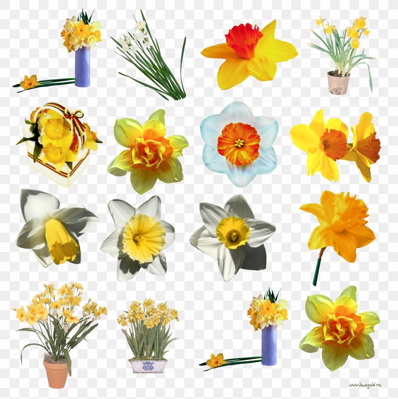 Daffodil Floral Design I Wandered Lonely As A Cloud Flower, PNG, 2633x2645px, Daffodil, Cut Flowers, Digital Image, Flora, Floral Design Download Free