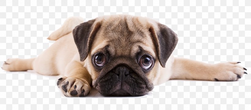 Doug The Pug Puppy Dog Breed Fawn, PNG, 1000x438px, Pug, Breed, Bullmastiff, Carnivoran, Companion Dog Download Free