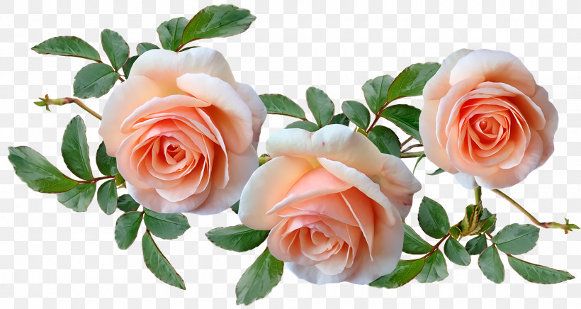 Garden Roses, PNG, 1920x1022px, Garden Roses, Cabbage Rose, Cut Flowers, Floral Design, Floribunda Download Free
