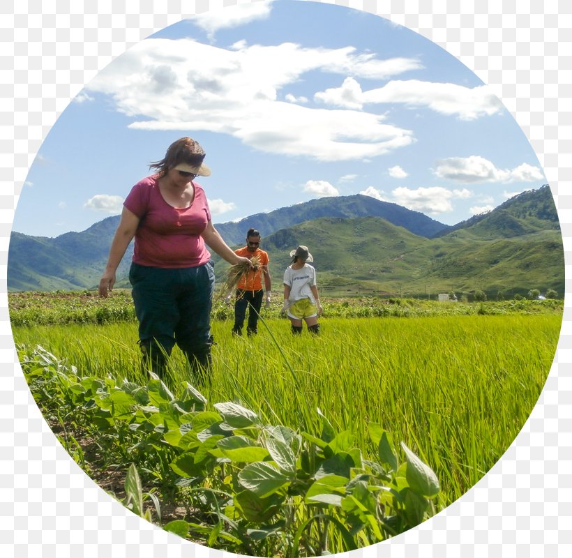 Leisure Tourism Grassland Hill Station Farm, PNG, 800x800px, Leisure, Agriculture, Crop, Farm, Field Download Free