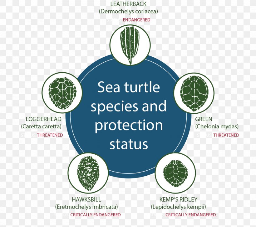 Sea Turtle Conservancy Kemp's Ridley Sea Turtle Leatherback Sea Turtle Reptile, PNG, 1200x1061px, Turtle, Animal, Brand, Conservation Status, Dermochelyidae Download Free