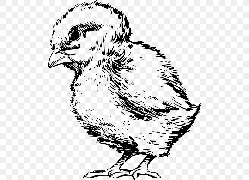 Bird Drawing Chicken Kifaranga Clip Art, PNG, 504x595px, Bird, Art, Artwork, Beak, Black And White Download Free